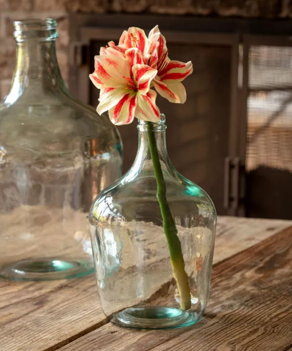 Grand Amaryllis Candy Cane