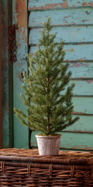 Potted Blue Canyon Spruce Seedling Tree Medium