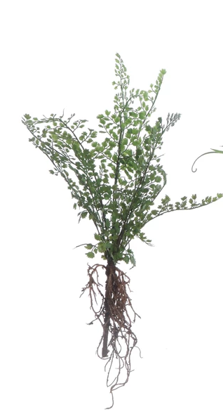 Faux Fern with Exposed Roots