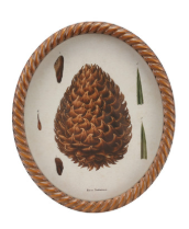 Twisted Framed Glass Wall Decor with Pinecone Image, 4 Styles