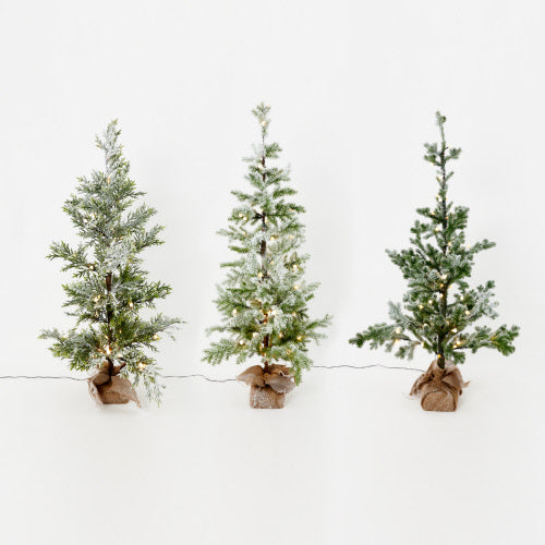 Snowy Evergreens