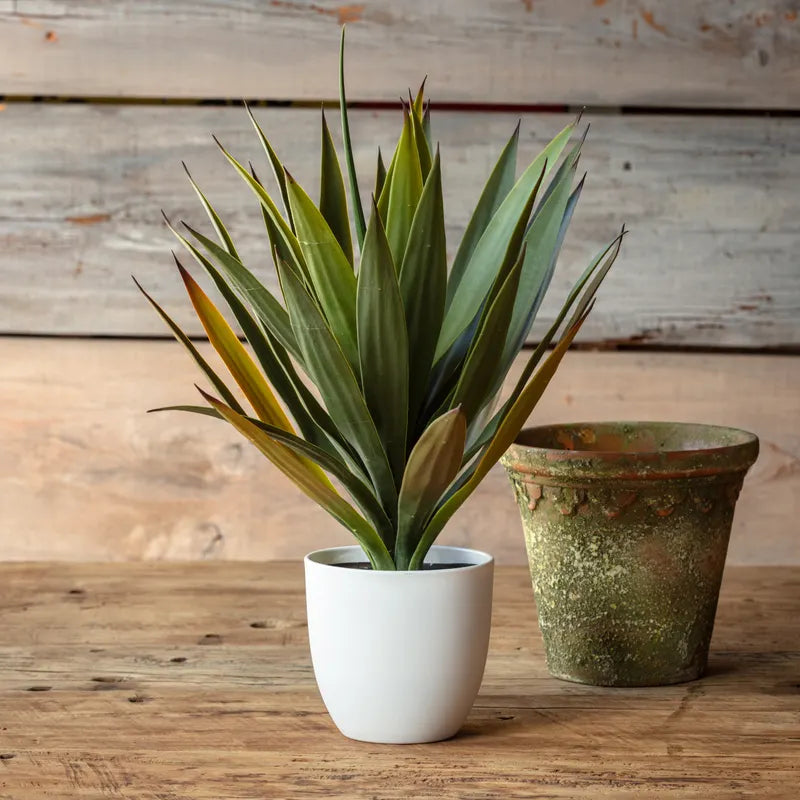 Potted Yucca Plant 20in
