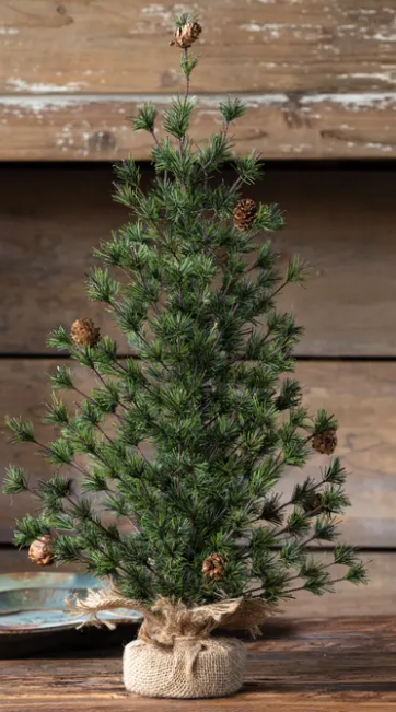 Spruce Seedling Tree 24"