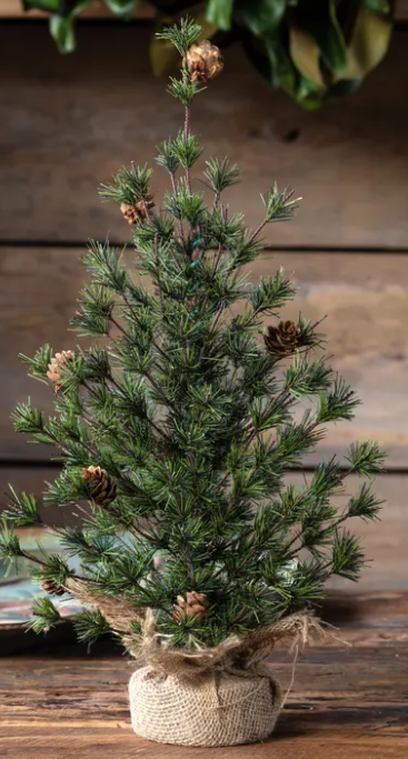 Spruce Seedling Tree 18"