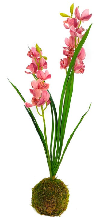 Berry Cymbidium Orchid In Moss Ball
