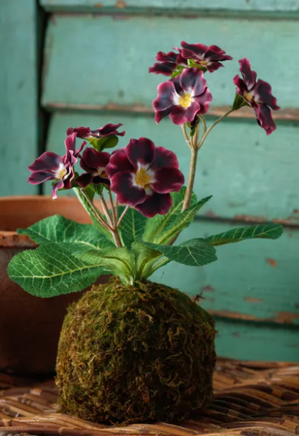 Purple Primrose In Moss Ball