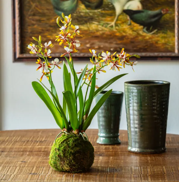 Mini Vanda Orchid Golden Amethyst in Moss Ball