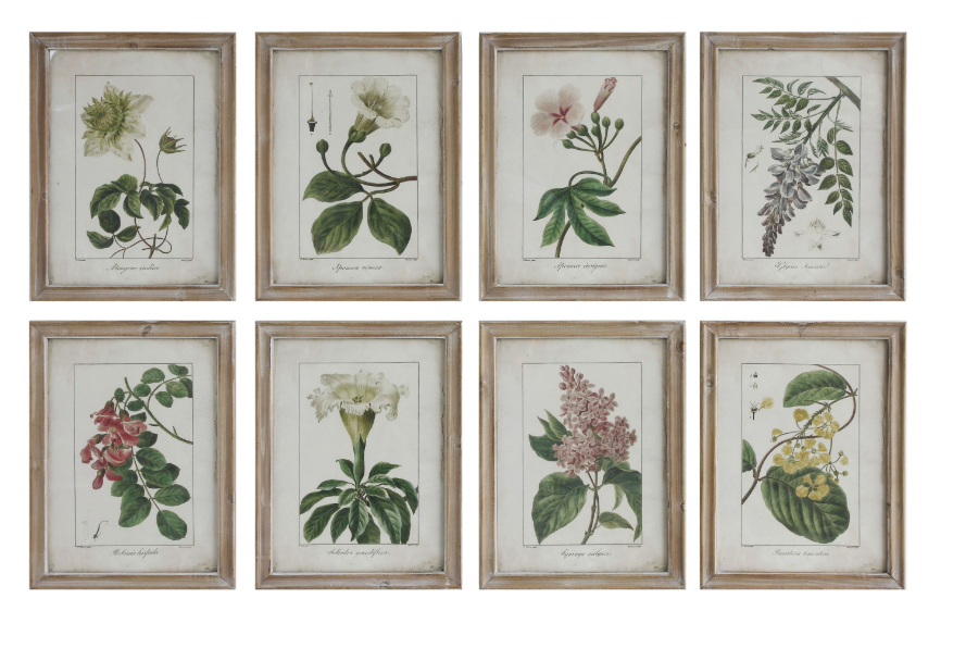 Framed Botanical Prints