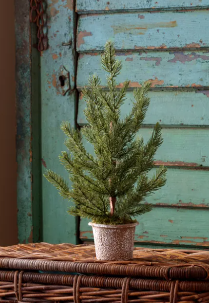 Potted Blue Canyon Spruce Seedling Tree Small