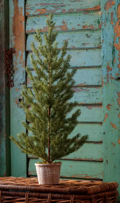 Potted Blue Canyon Spruce Seedling Tree Large