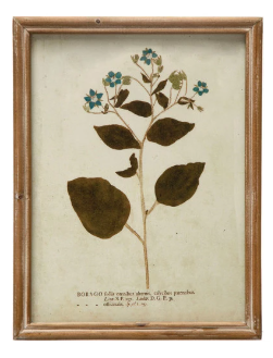 Wood Framed Glass Wall Décor w/ Botanical, Multi Color