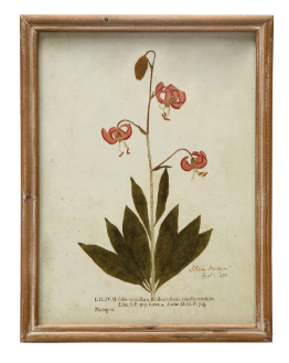 Wood Framed Glass Wall Décor w/ Botanical, Multi Color