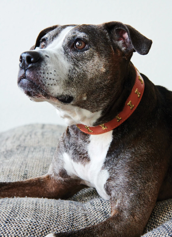 Leather Dog Collar w/ Metal Buckle Large