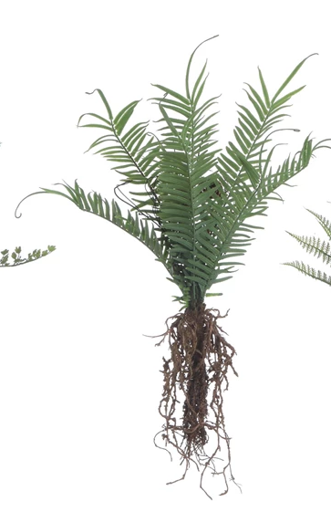Faux Fern with Exposed Roots