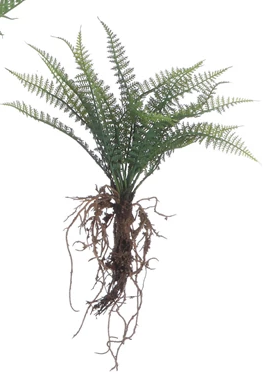 Faux Fern with Exposed Roots
