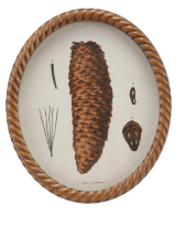 Twisted Framed Glass Wall Decor with Pinecone Image, 4 Styles