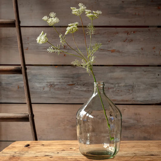 Wild Queen Annes Lace White