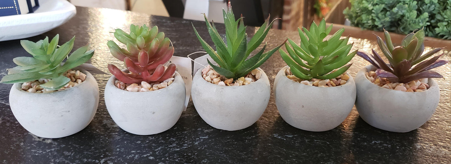Mini Potted Succulent