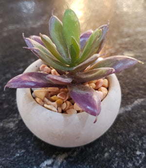 Mini Potted Succulent