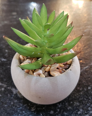 Mini Potted Succulent