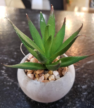 Mini Potted Succulent