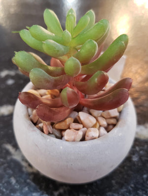 Mini Potted Succulent