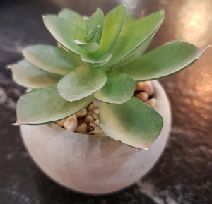 Mini Potted Succulent