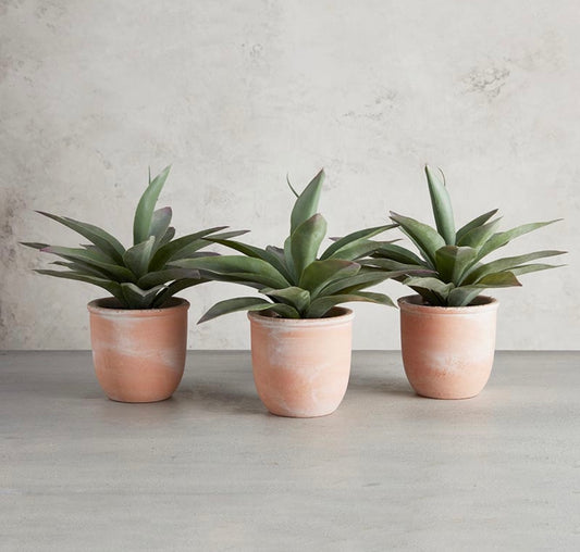 Propeller Plant in Pot