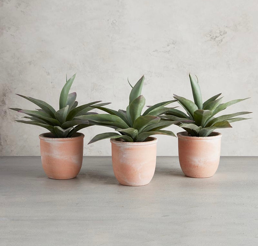 Propeller Plant in Pot