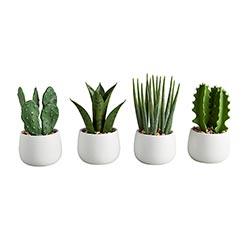 WHITE POT CACTUS