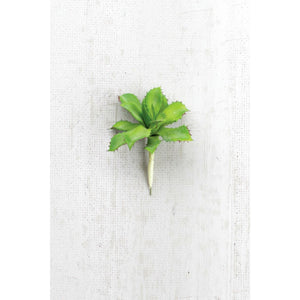 Cactus Succulent Stem