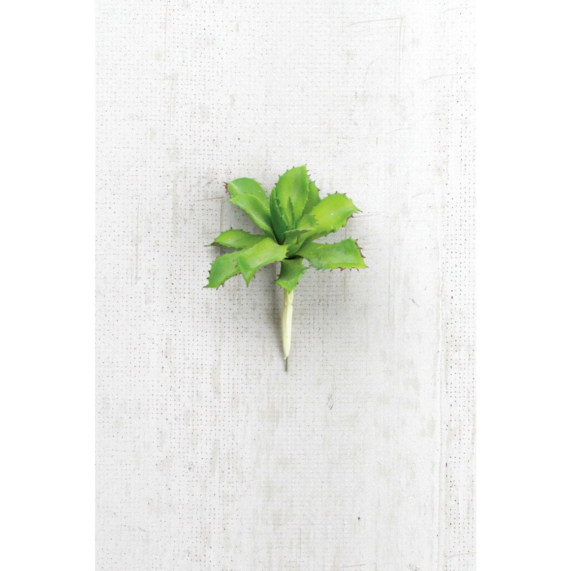 Cactus Succulent Stem