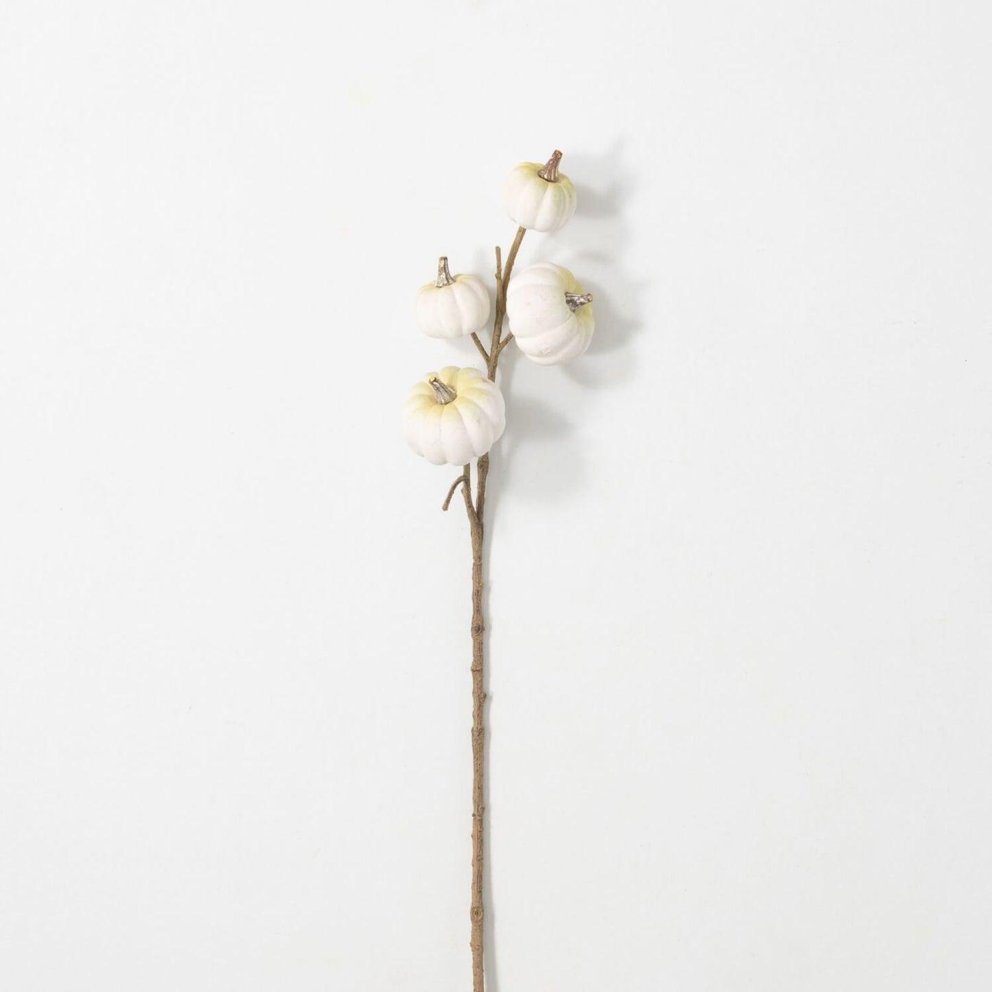 WHITE MINI PUMPKIN STEM